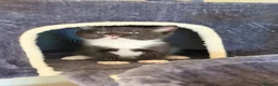 Mixed Breed cats for sale: Kittens  in London - Advert 6