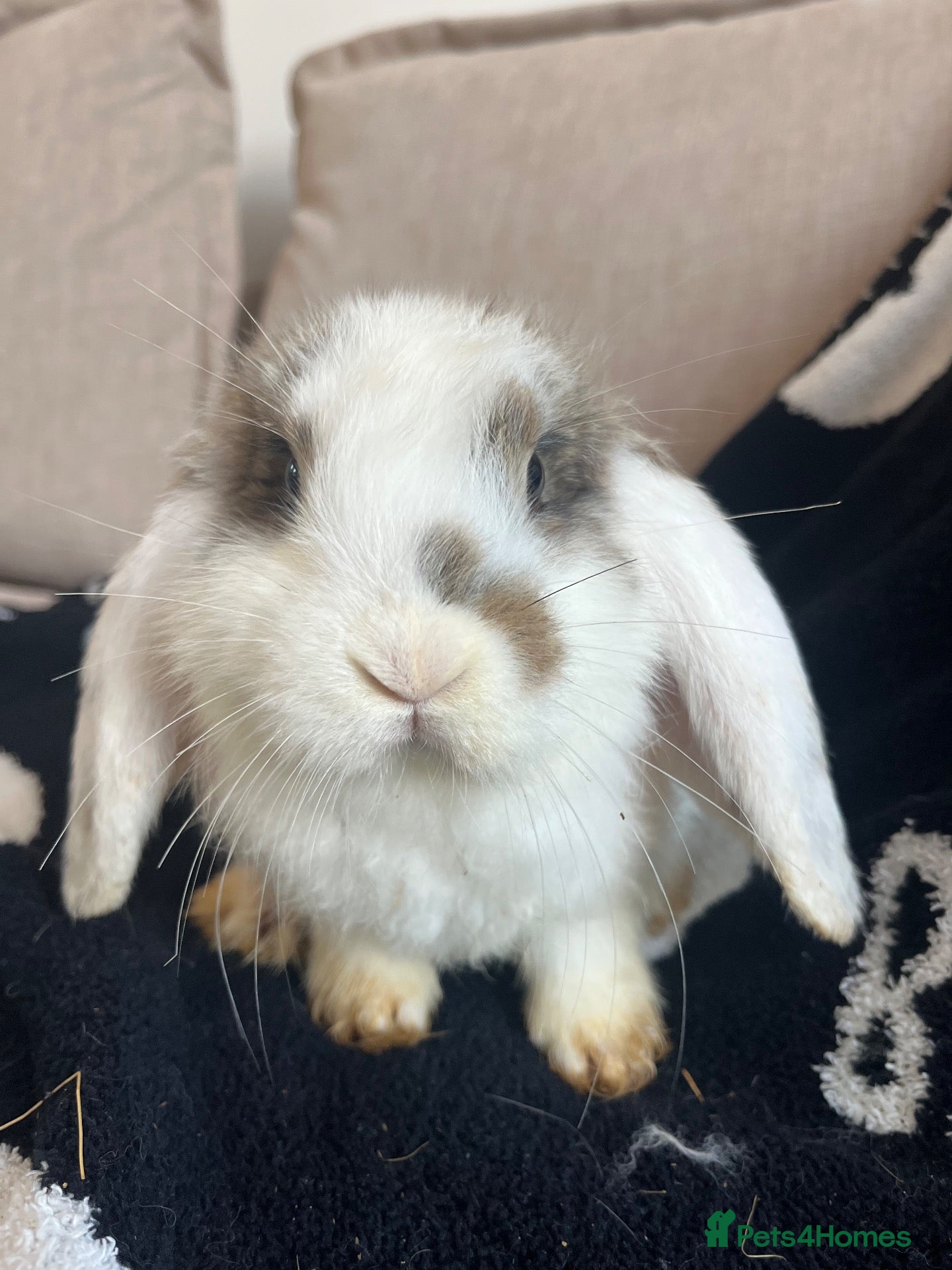 French Lop rabbits for sale: 🐰 Mini Lops Ready to Leave 🐰 - Advert 2