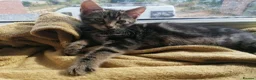 Mixed Breed cats for sale: Beautiful kittens  - Advert 5