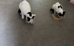 Mixed Breed cats for sale: 2 kittens - Image 2