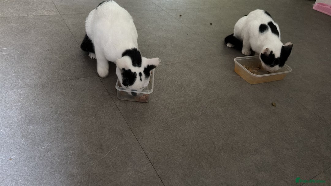 Mixed Breed cats for sale: 2 kittens - Image 2
