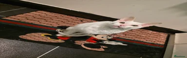 Devon Rex Kitten 1