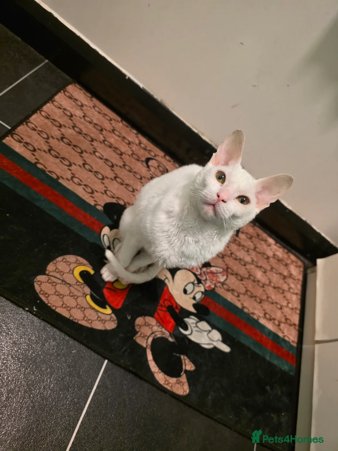 Devon Rex cats for sale: Devon rex cross in Oldbury - Advert 2