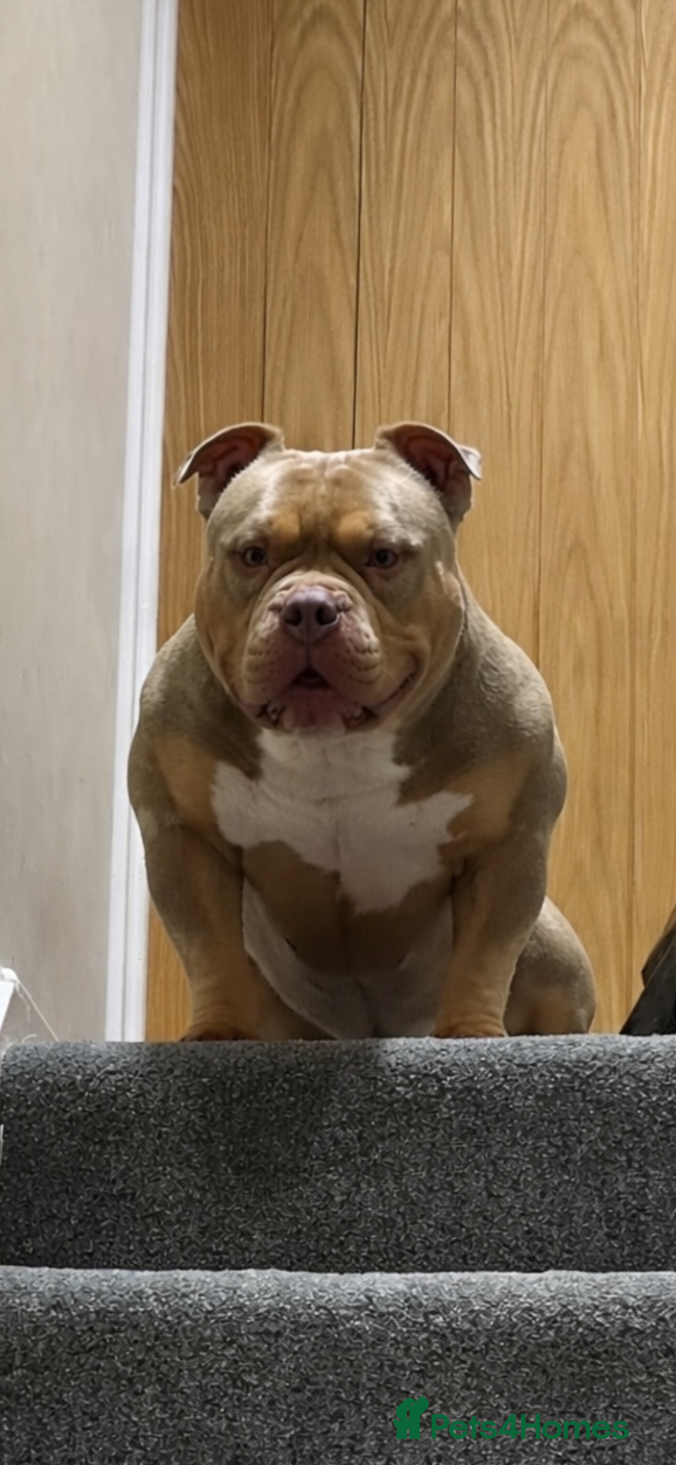 American Bully dogs POCKET/MICRO 4 Yr old male READ THE AD - Advert 1