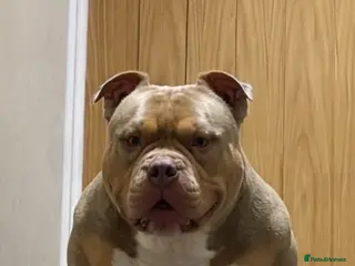 American Bully dogs POCKET/MICRO 4 Yr old male READ THE AD - Advert 3