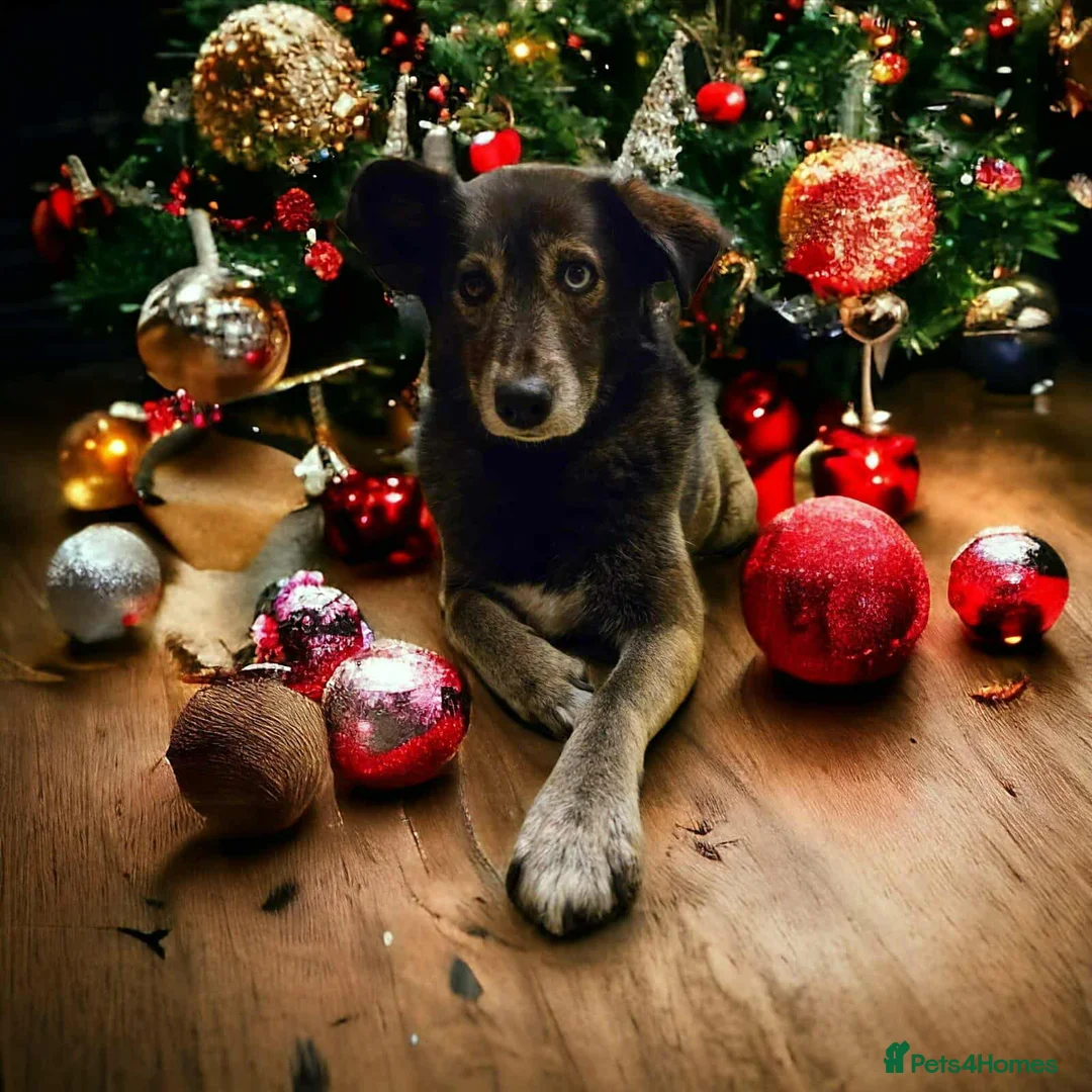 Mixed Breed dogs for adoption: WILLOW - EXPERIENCE REQUIRED  - Advert 4