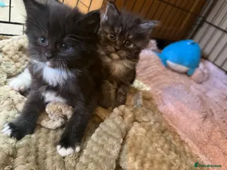 Maine Coon cats Maine Coon Cross Kittens,1 Male,1 Female,Ready May - Advert 17