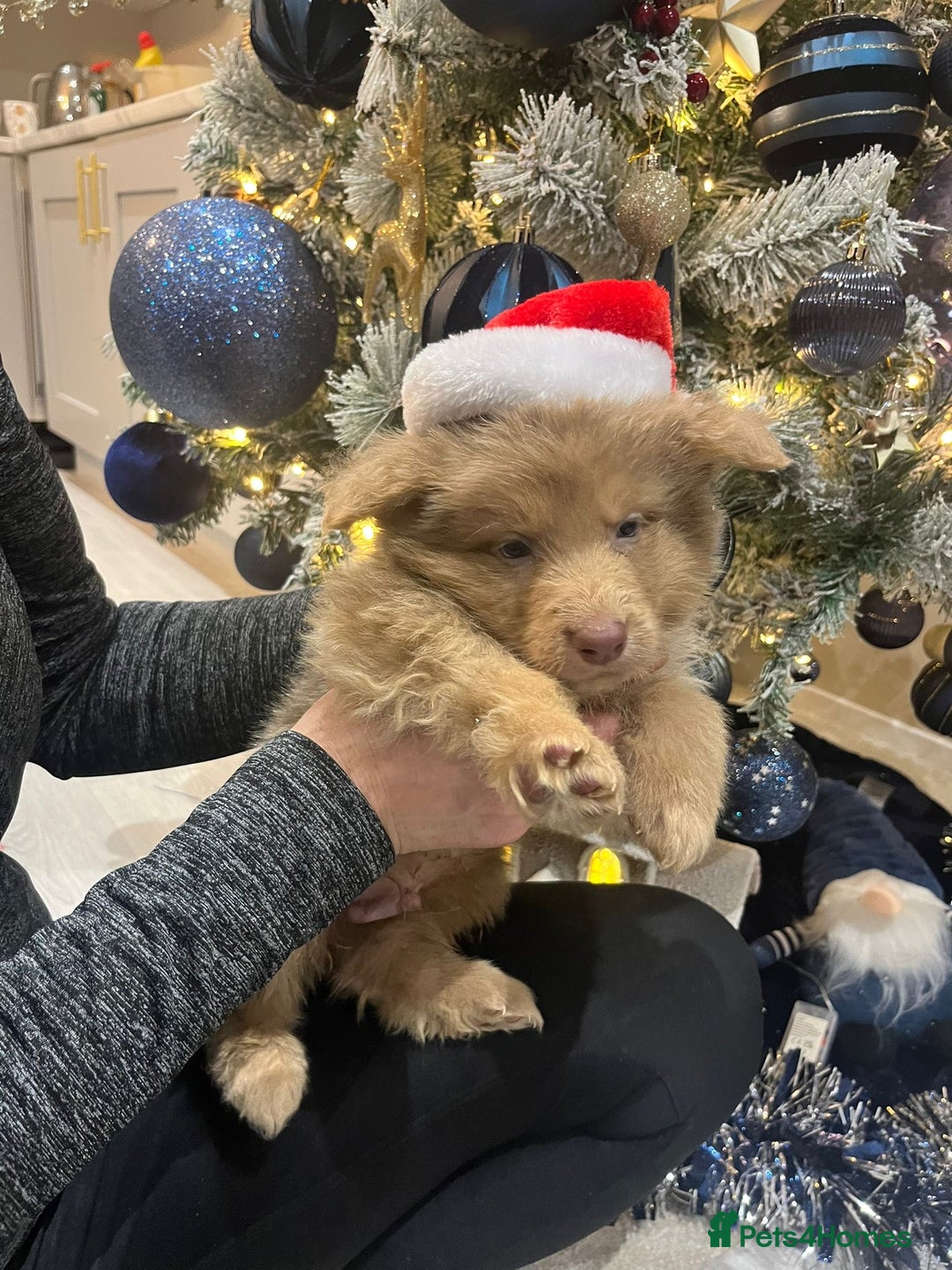 German Shepherd dogs for sale: Working KC GSD German shepherd puppies  - Advert 13