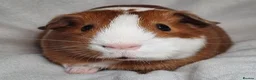 Guinea Pig rodents for sale: Adoption - Bonded Pair Boar(Boy) Guinea Pigs - Advert 5