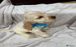 Cocker Spaniel dogs for sale: Stunning KC Show Type Cocker Spaniel Puppies - Image 6