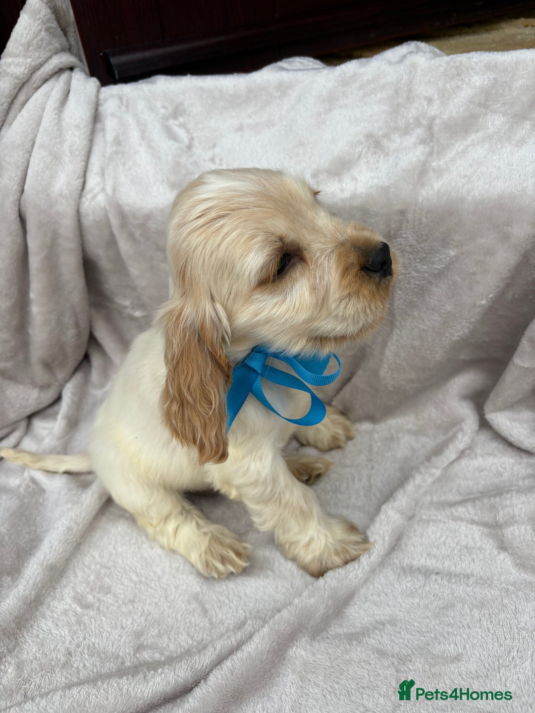 Cocker Spaniel dogs for sale: Stunning KC Show Type Cocker Spaniel Puppies - Image 6