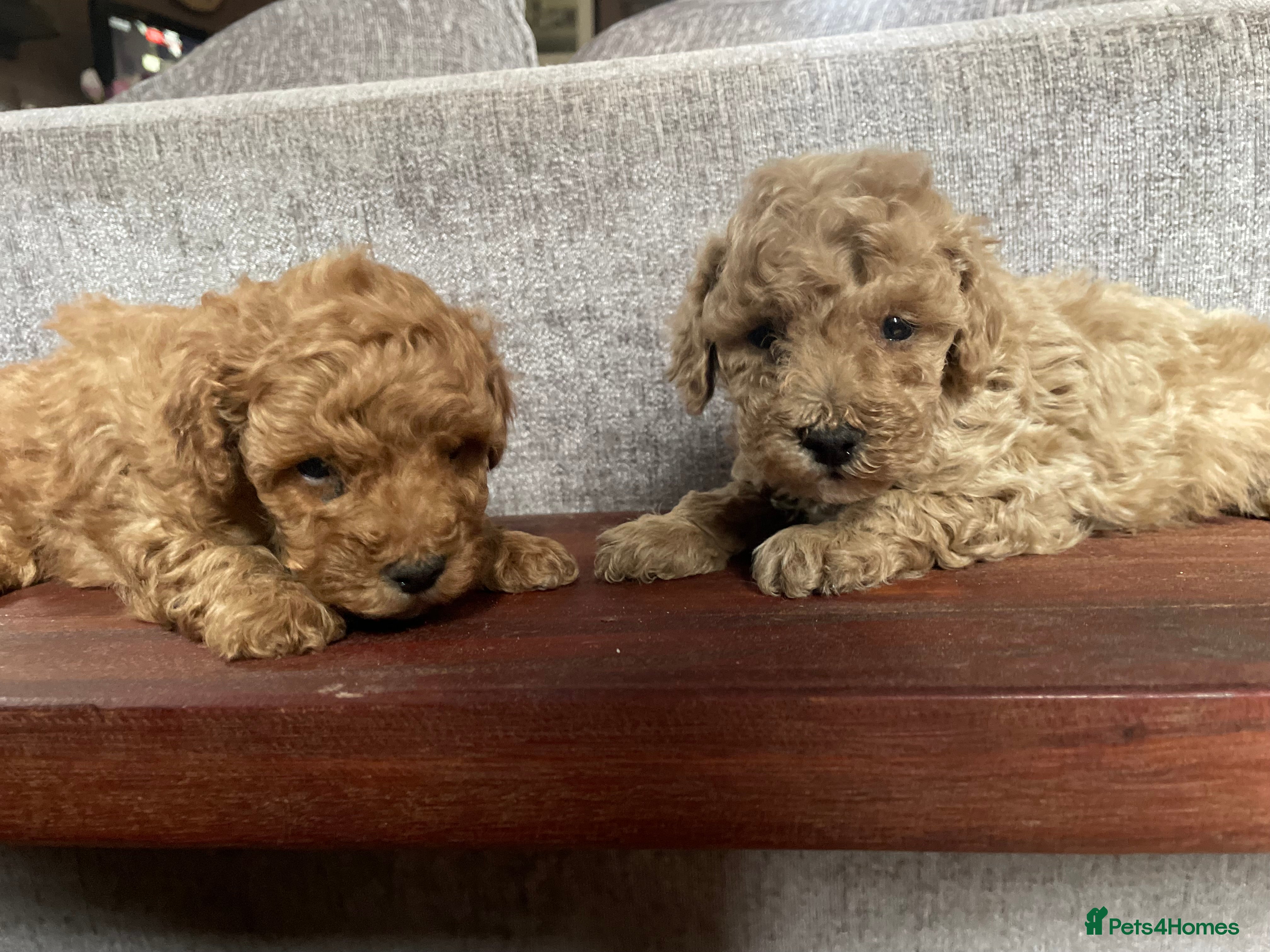 Toy Poodle dogs Toy Poodle Puppies For Sale KC Reg - Advert 8