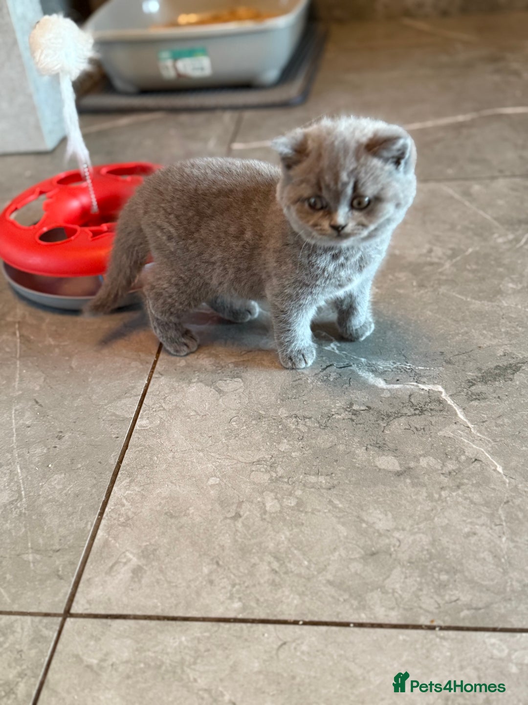 British Shorthair cats for sale: Champion mum & dad litter 1 🩵 & 1 🩷 - Image 6