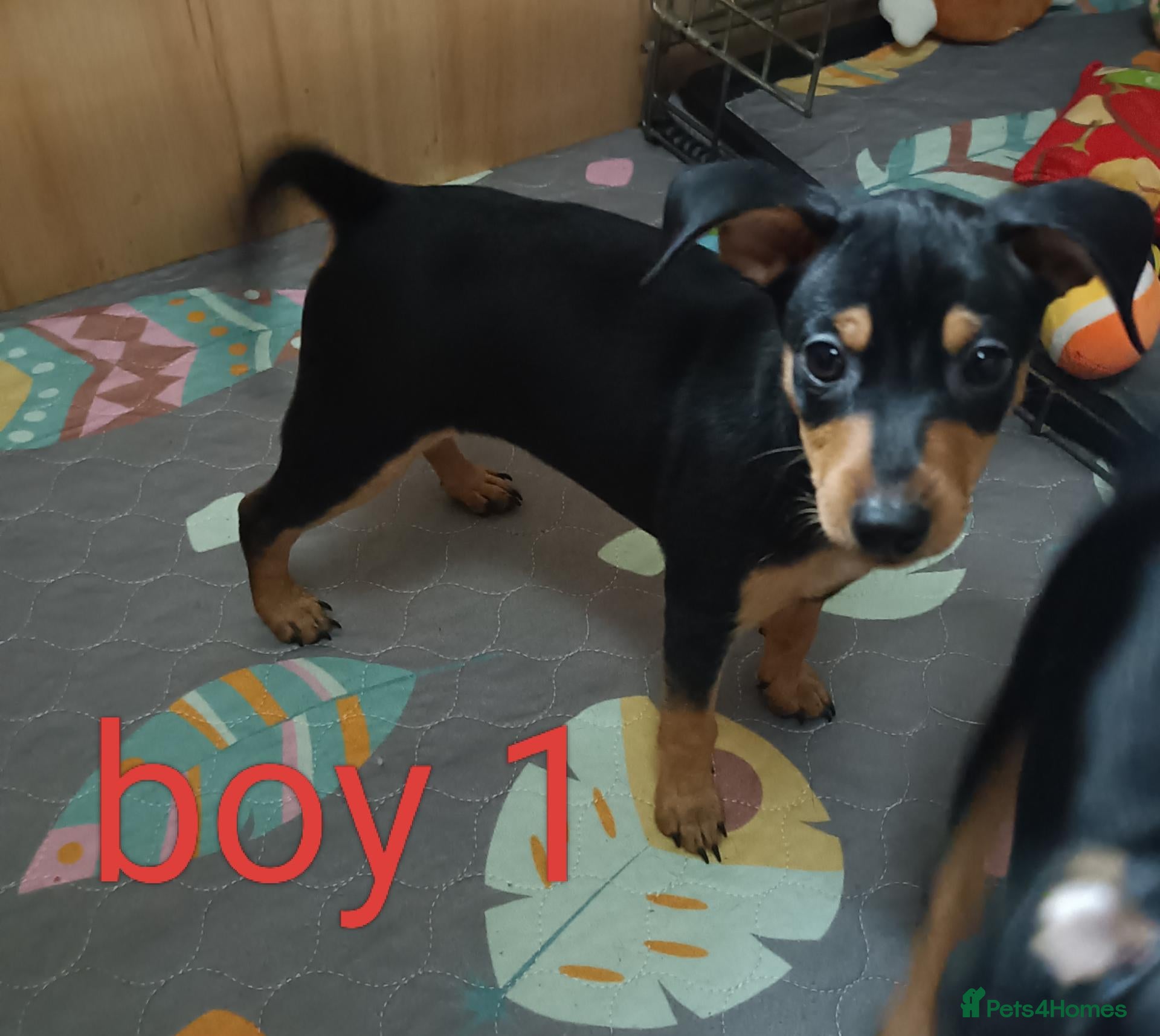 Miniature Pinscher dogs 6 Beautiful Miniature pincher Puppies  - Advert 2