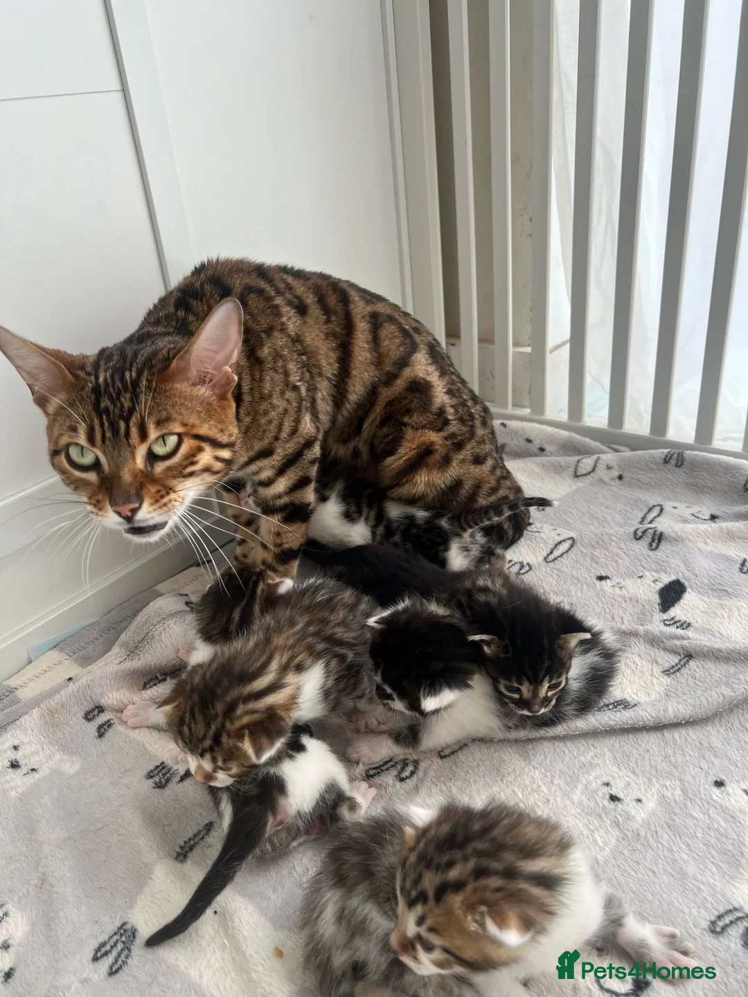 Bengal cats for sale: Bengal cross tabby Ready now in Croydon - Advert 5