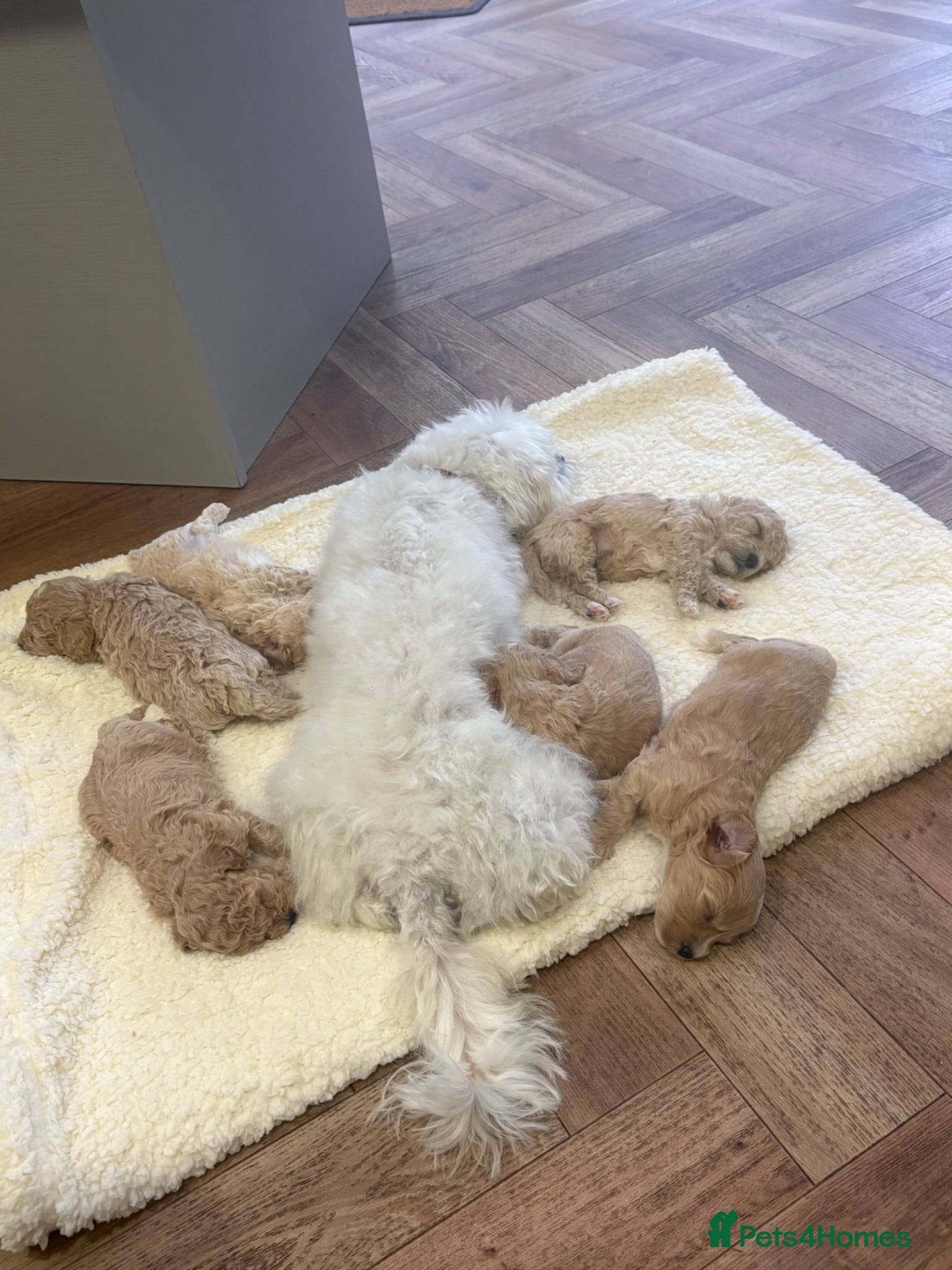 Maltipoo dogs Maltipoo puppies  - Advert 2