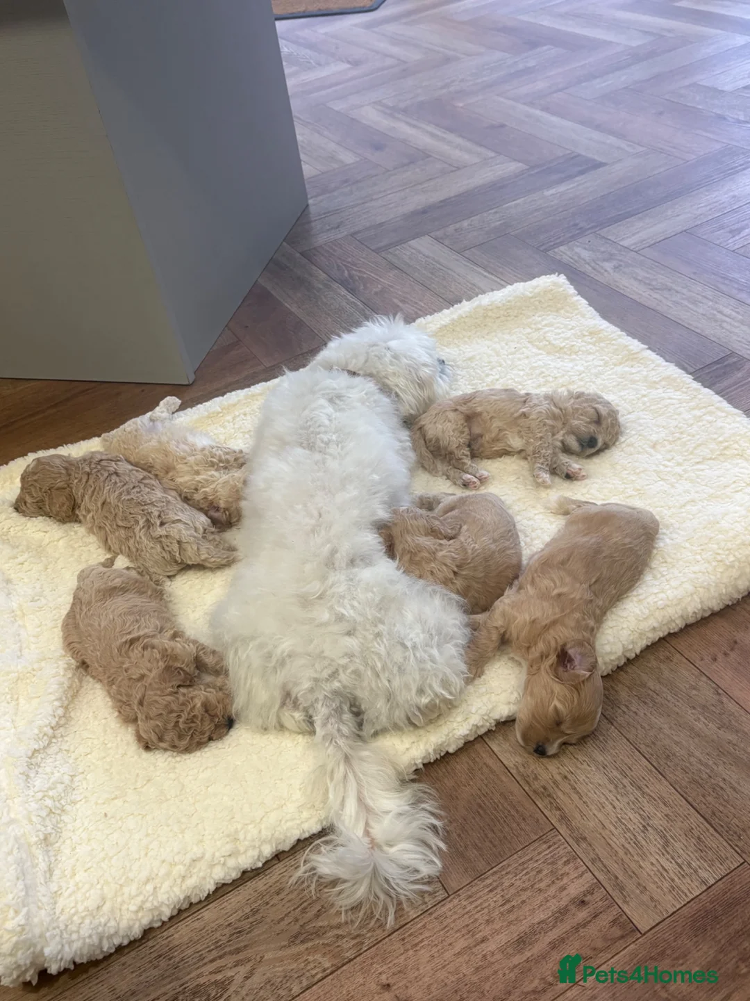 Maltipoo dogs for sale: Maltipoo puppies  in Lincoln - Advert 2