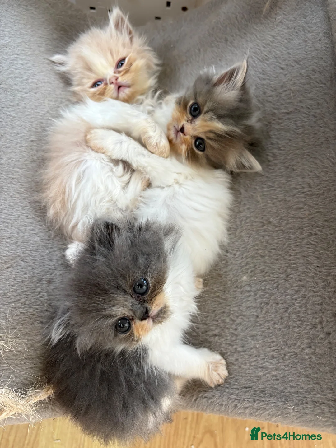 Persian cats for sale: Persian kittens  - Advert 1