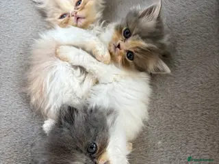 Persian cats Persian kittens - Advert 5