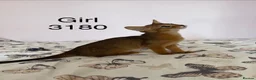 Abyssinian cats for sale: TICA Registered Abyssinian × Somali Kittens - Advert 16