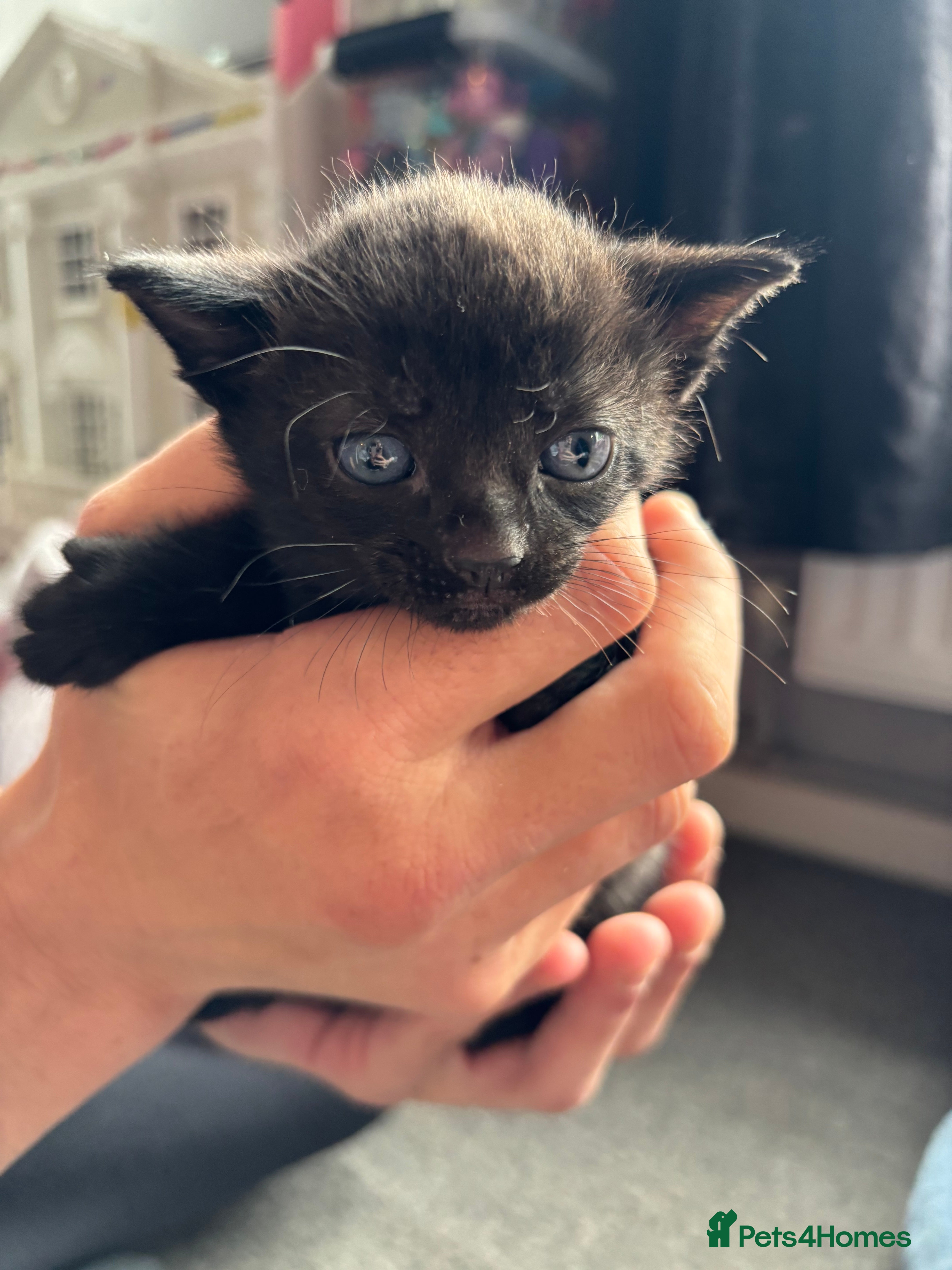 Mixed Breed cats for sale: 5 beautiful kittens for sale!  - Advert 5