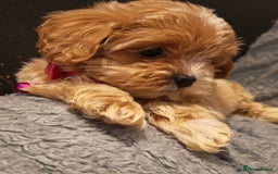 Maltipoo dogs for sale: Miniature Maltipoo Ready to Go - Image 8