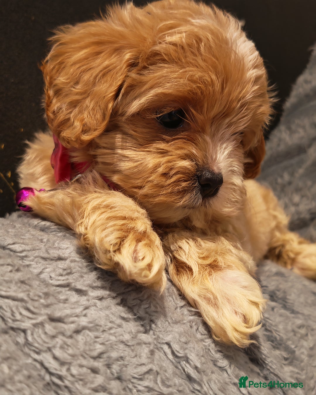 Maltipoo dogs for sale: Miniature Maltipoo Ready to Go - Image 8