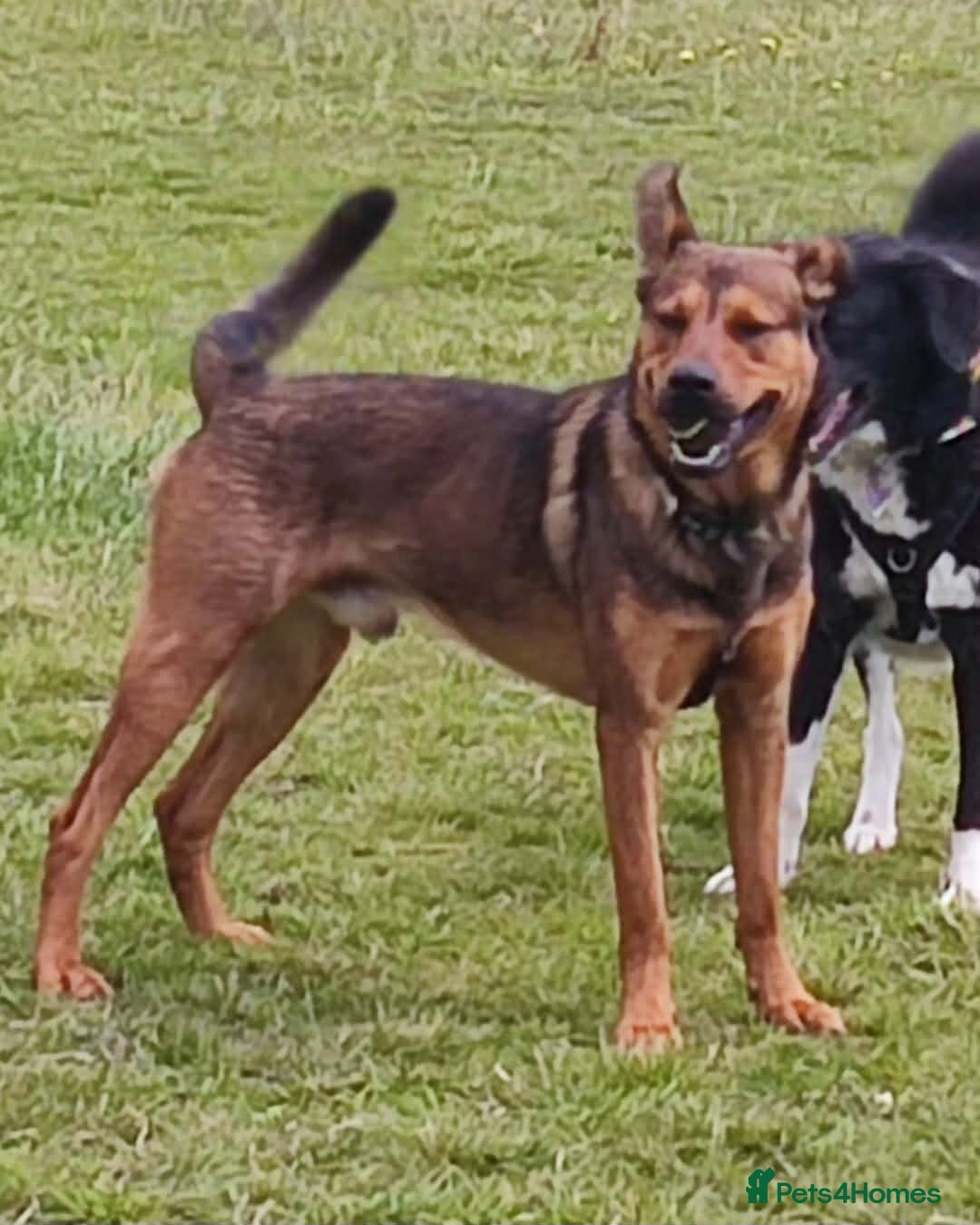 Mixed Breed dogs for sale: URGENT HOME NEEDED BY 03 JAN 2026 - Advert 5