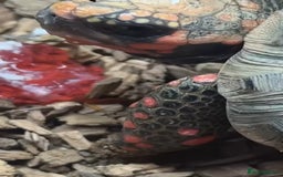 Tortoise reptiles for sale: 2 red foot tortoises for sale  - Advert 6