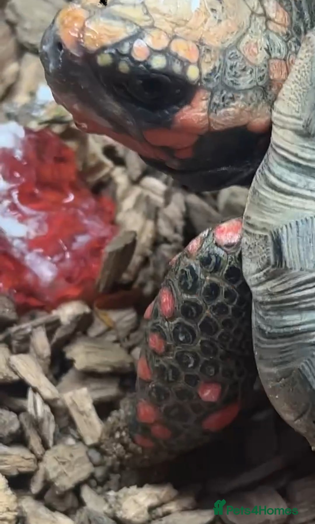 Tortoise reptiles for sale: 2 red foot tortoises for sale  - Advert 6