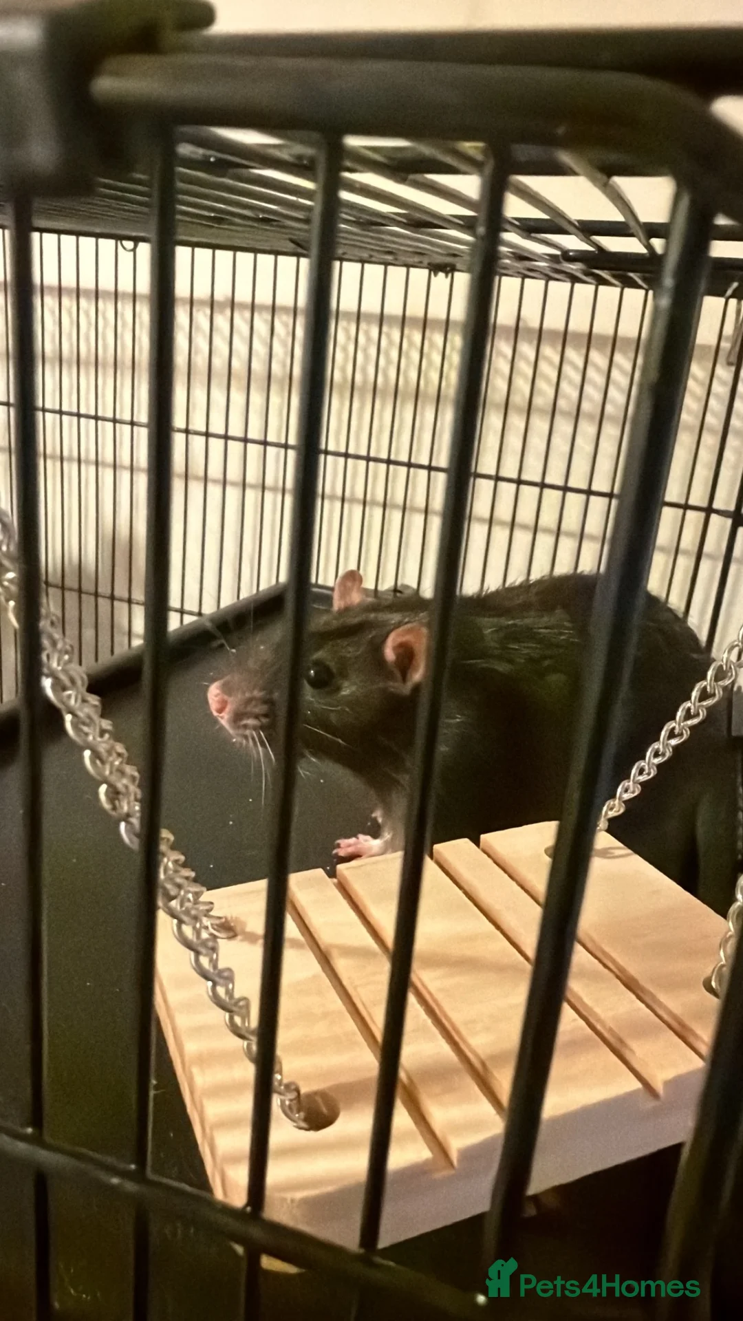 Rat rodents for sale: Three Male Rats in Exeter - Advert 2