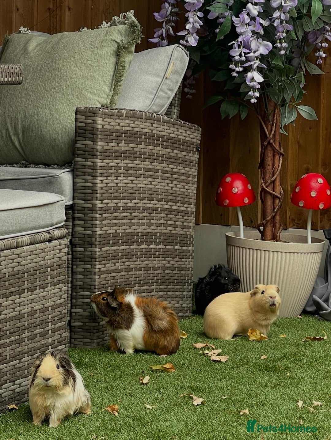 Guinea Pig rodents for sale: Male guinea pig  - Image 7