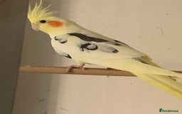 Cockatiels birds for sale: Cockateils  - Image 1