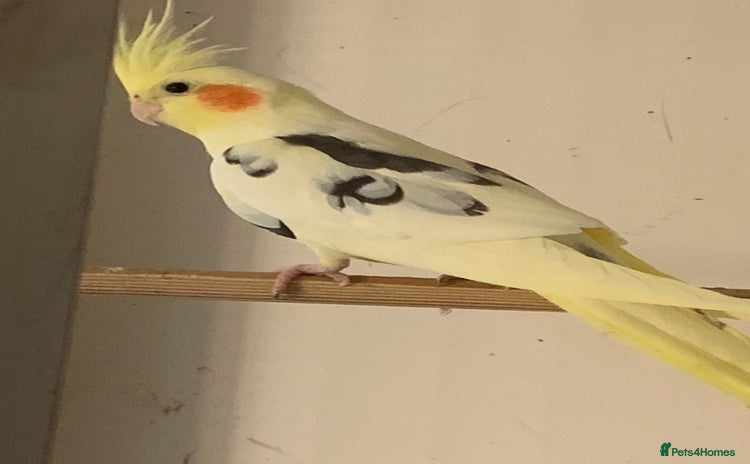 Cockatiels birds - Advert 2