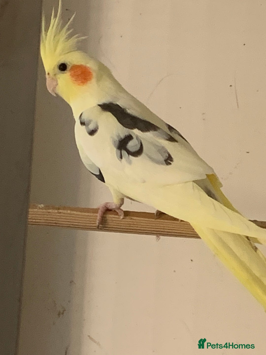 Cockatiels birds for sale: Cockateils  - Image 1
