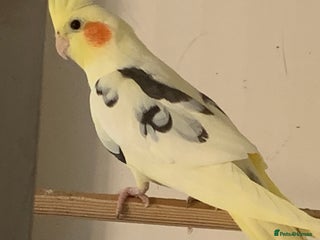 Cockatiels birds - Advert 19