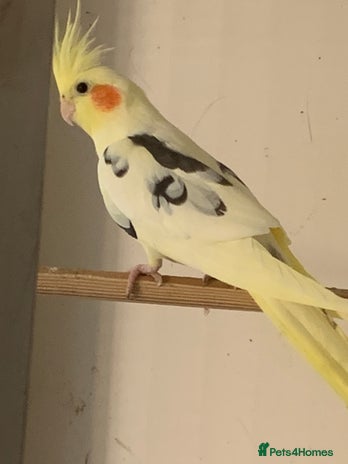 Cockatiels birds - Advert 16