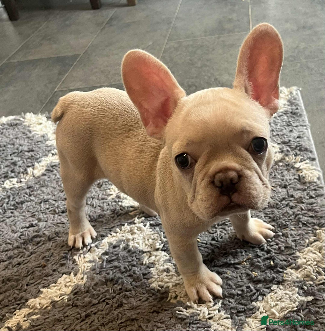 French Bulldog dogs for sale: Beautiful non kc female  - Image 6