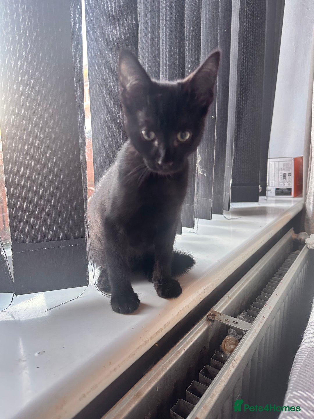 Savannah cats for sale: F4 Savannah kittens  - Advert 6