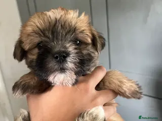 Mixed Breed dogs Fluffy Toy morkie puppies - Advert 18