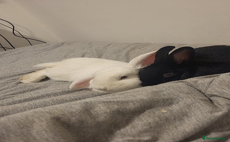 English Lop rabbits - Advert 2