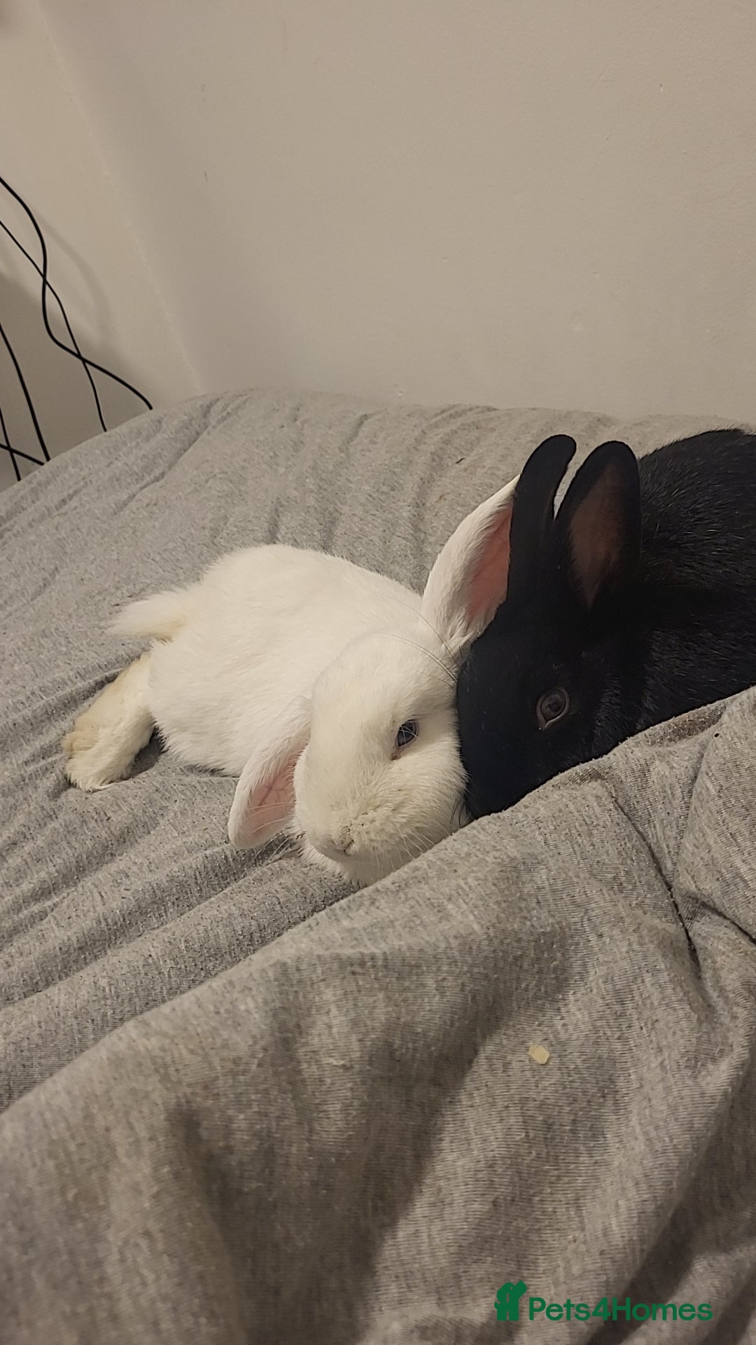 English Lop rabbits for sale: Female pair  - Image 1