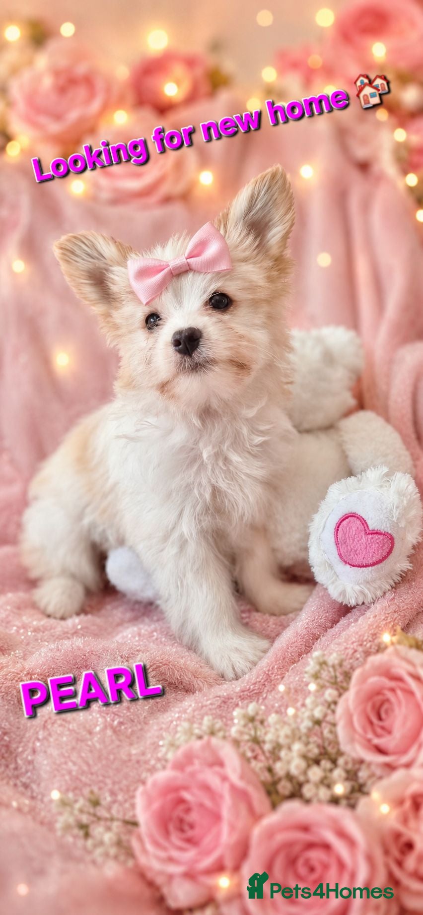 Yorkshire Terrier dogs 2 gorgeous colourful Yorkshire Terrier girls - Advert 6