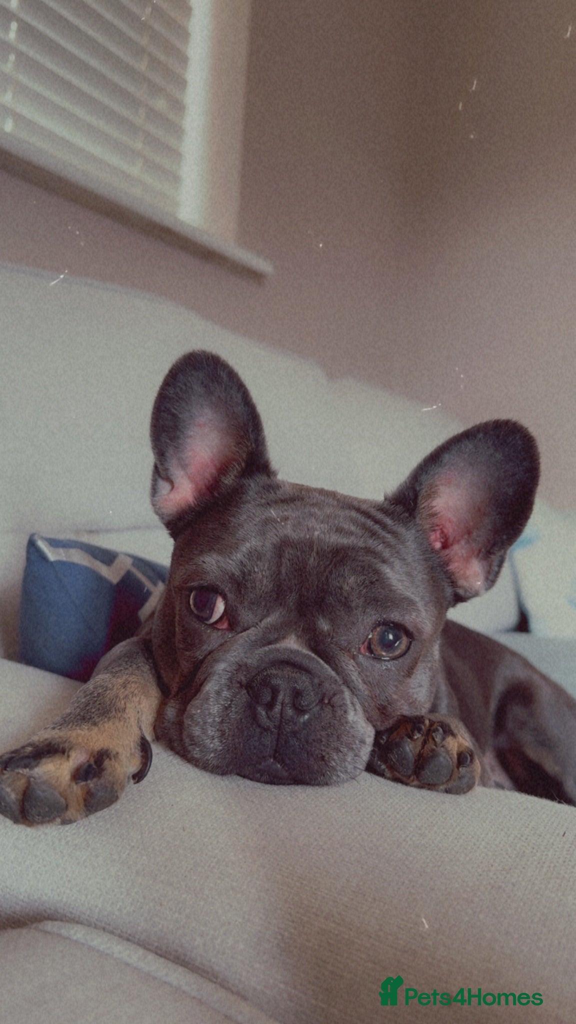 French Bulldog dogs STUNNING FRENCHIES ✨ - Advert 1