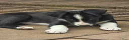 Border Collie dogs for sale: Last gorgeous puppy of a littler of 6. - Advert 3