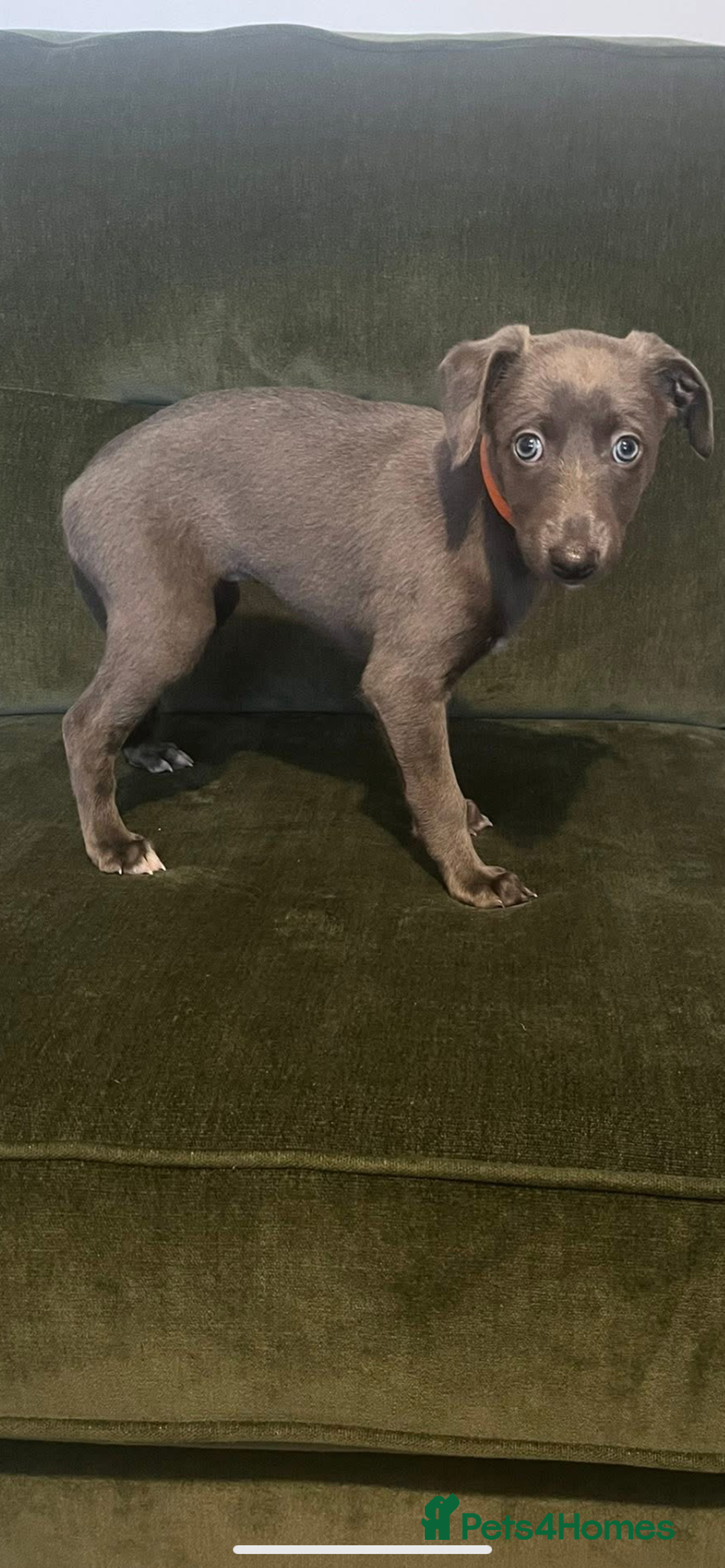 Mixed Breed dogs for sale: Bedlington whippet  - Advert 7