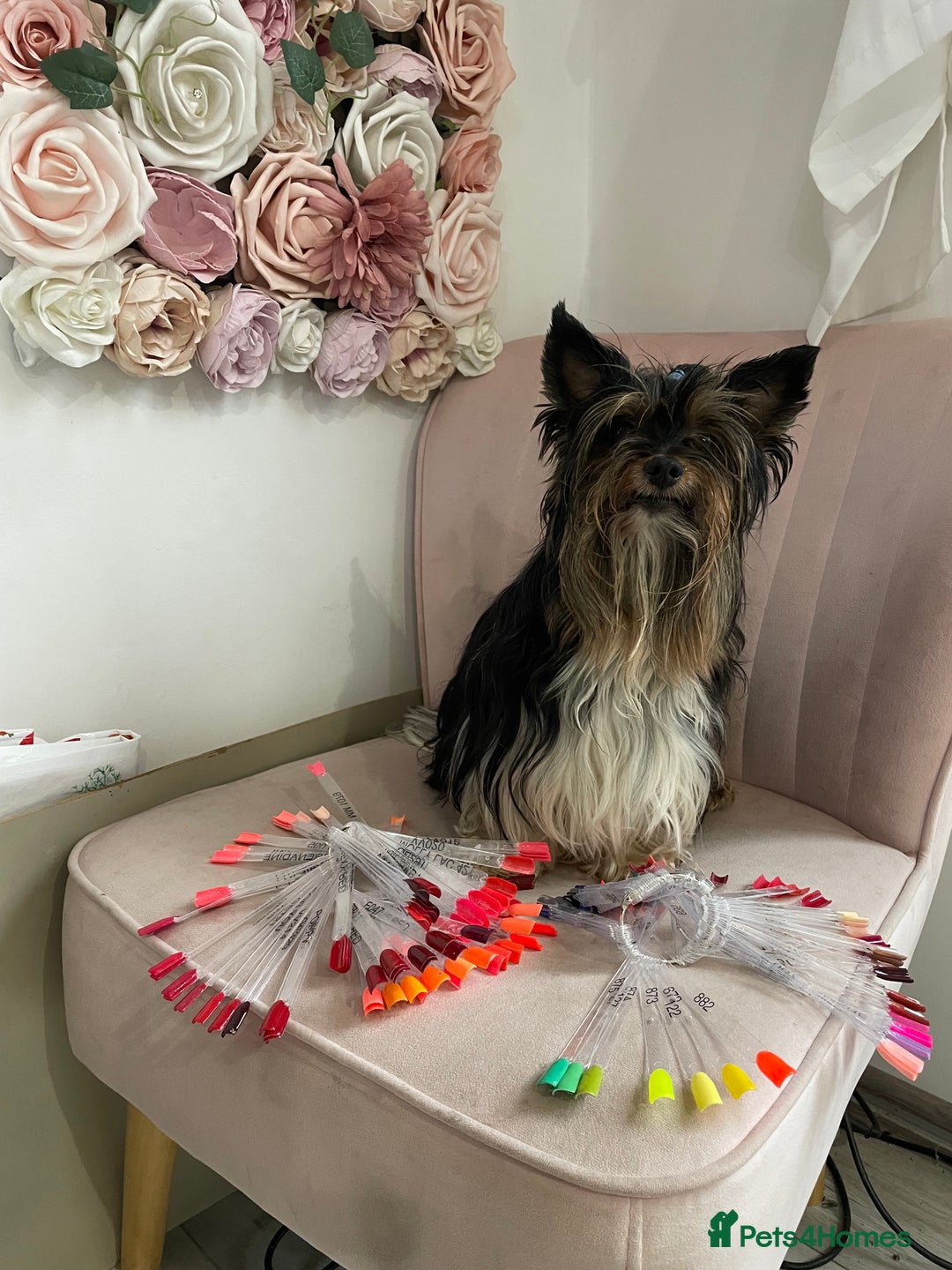 Biewer Terrier dogs for stud: 🐶🐶Yorkshire Terrier Biewer for stud 🥰🥰 - Image 5