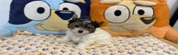 Biewer Terrier dogs for sale: Last miniature girl Biewer terrier in Nottingham - Advert 4