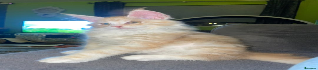 Western - Red Tabby -is reserved 