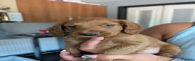 Cockapoo 2